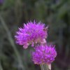 allium polyphillum
